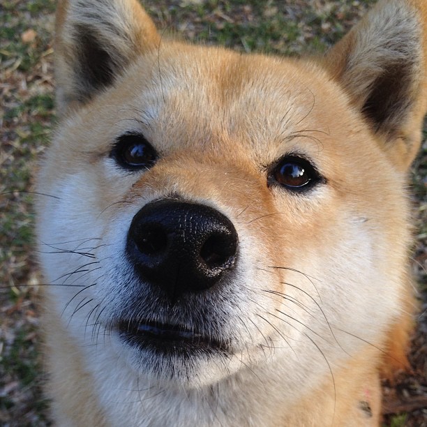 伤病频发！联盟如何应对核心球员缺阵