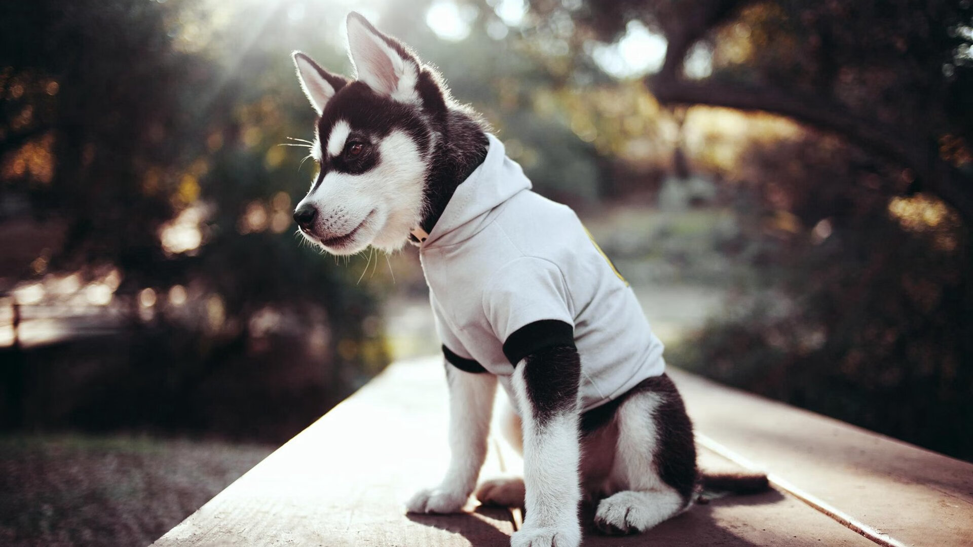 _美网:突如其来的暴雨打断比赛,运动员表现坚韧不拔_,美网比赛视频