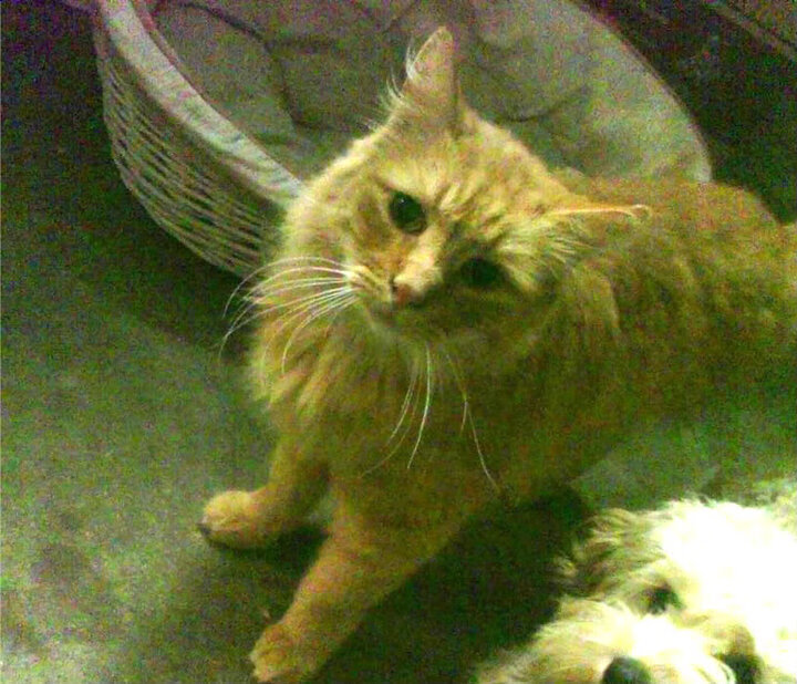 乡村马拉松综艺赛，乡村振兴的运动风采展现，2020乡村振兴半程马拉松